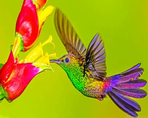 Humming Bird Painting By Numberss.png