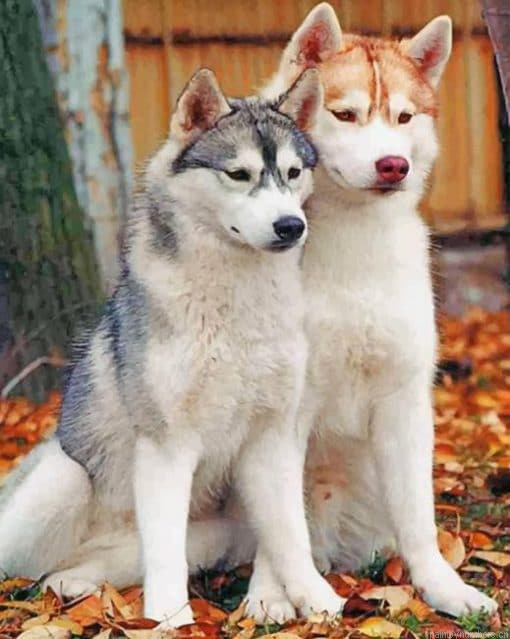 Huskies Animals Painting By Numbers.png