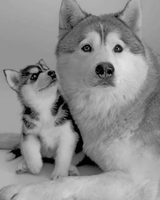 Husky And Puppy Animals Painting By Numbers.png
