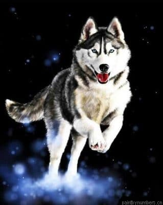 Husky Animals Painting By Numbers.png