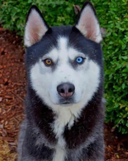 Husky Bi Colored Eyes Animals Painting By Numbers.png