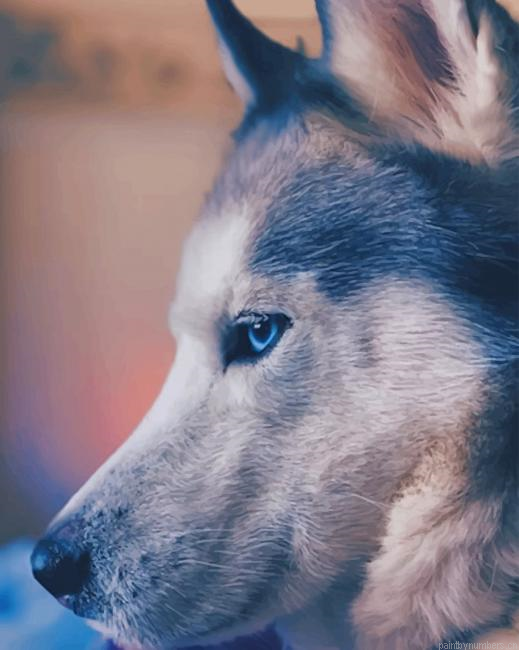 Husky Dog Animals Painting By Numberss.png