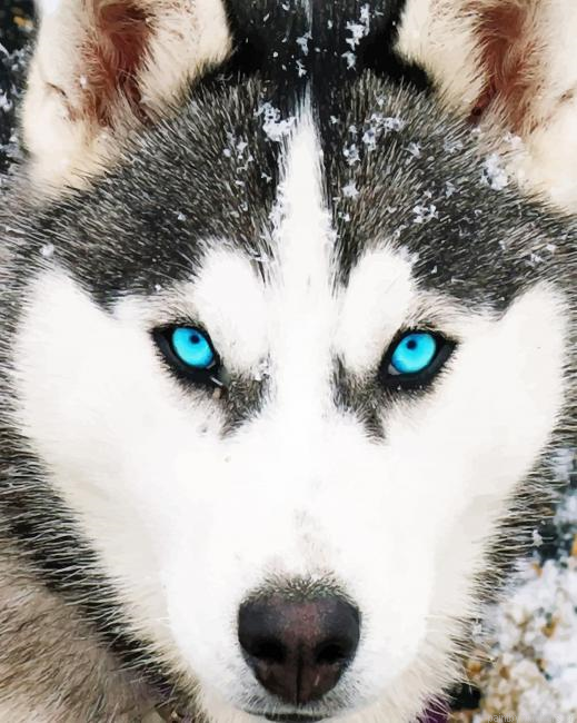 Husky Dog Blue Eyes Animals Painting By Numberss.png