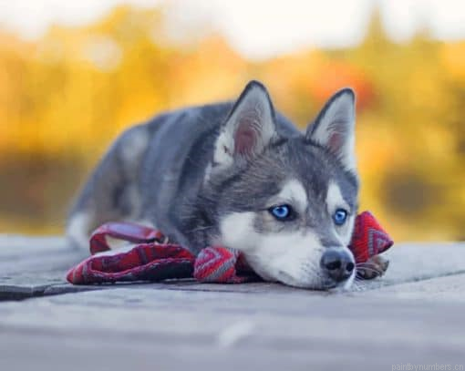 Husky Dog Laying Animals Painting By Numbers.png
