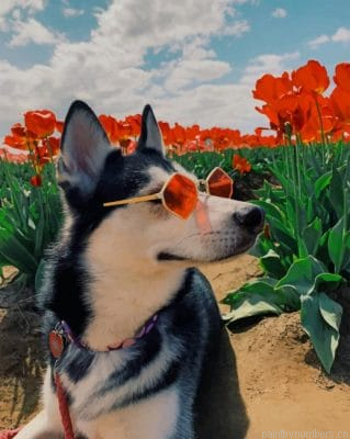 Husky In Poppy Field Animals Painting By Numbers.png