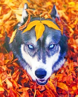 Husky In The Fall Animals Painting By Numbers.png