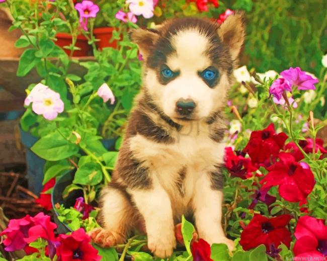 Husky With Poppy Flowers Animals Painting By Numberss.png