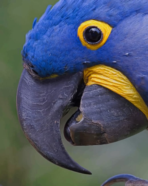 Hyacinth Macaw Birds Painting By Numberss.png