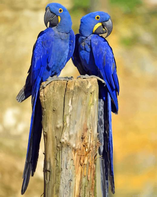 Hyacinth Macaws Birds Painting By Numberss.png