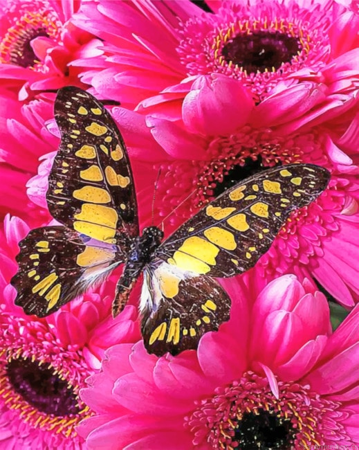 Hydrangea And Butterfly Painting By Numbers.png