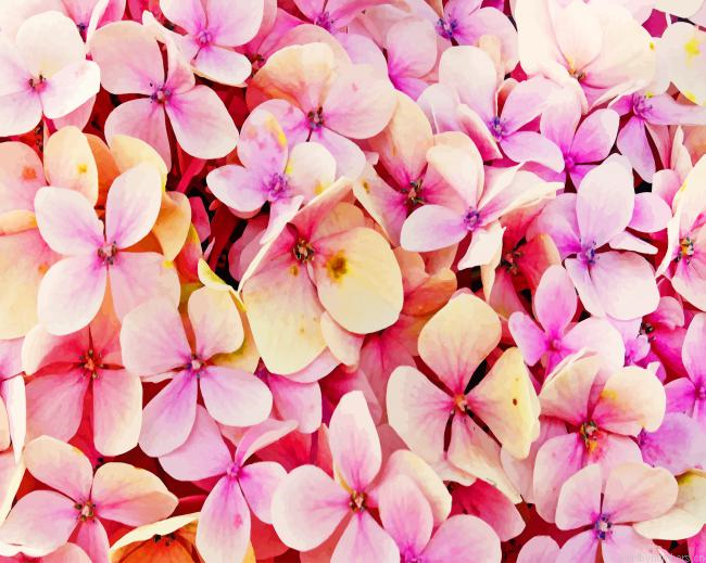 Hydrangea Pink Flowers Painting By Numberss.png