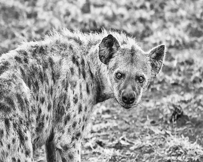 Hyenas Black And White Animals Painting By Numbers.png
