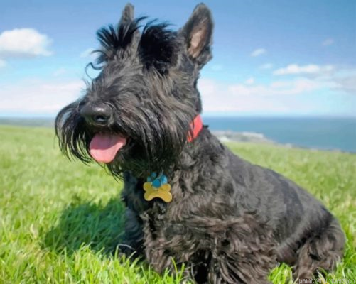 Iconic Scottish Terrier Painting By Numbers.png