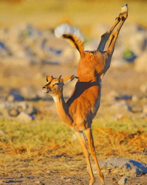 Impala Jumping Animals Painting By Numberss.png