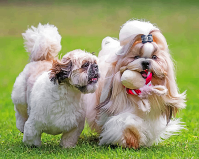 Imperial And Teacup Shih Tzu Painting By Numberss.png
