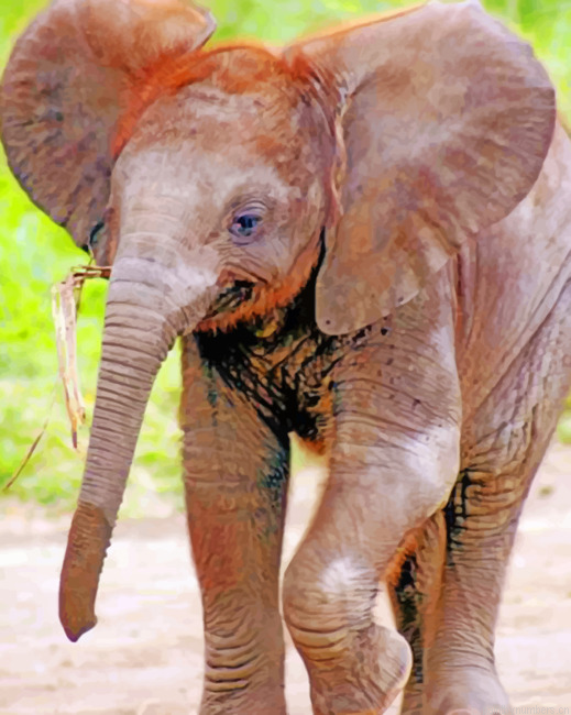 Indian Baby Elephant Animals Painting By Numberss.png