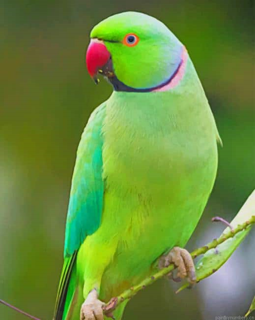 Indian Green Parrot Birds Painting By Numberss.png