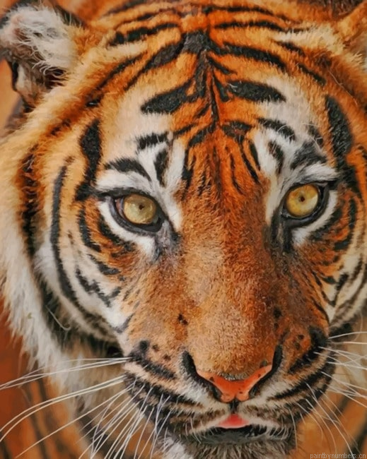 Indonesian Tiger Animals Painting By Numberss.png