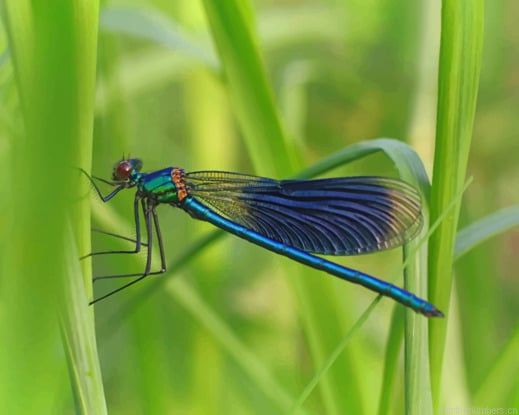 Insect Dragonflies Painting By Numberss.png