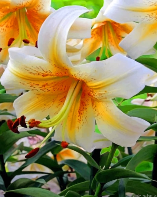 Iris Family Painting By Numbers.png