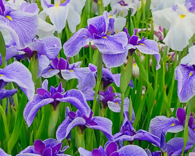 Iris Flower Field Painting By Numbers.png