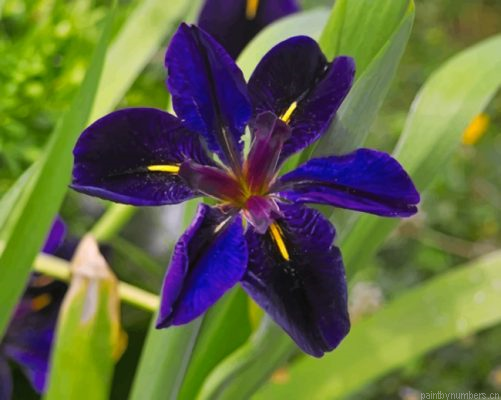 Iris Louisiana Painting By Numbers.png