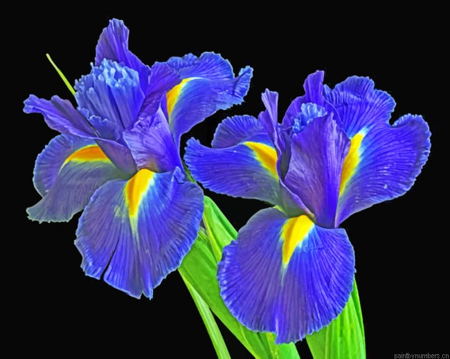 Irises Flowers Painting By Numbers.png