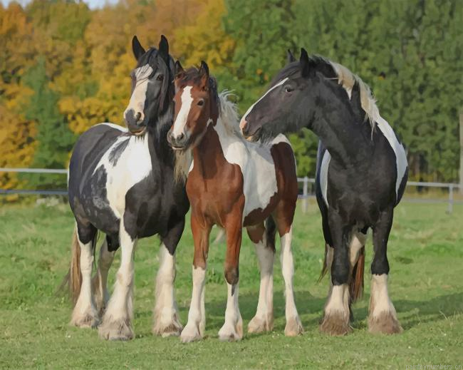 Irish Horses Animals Painting By Numberss.png