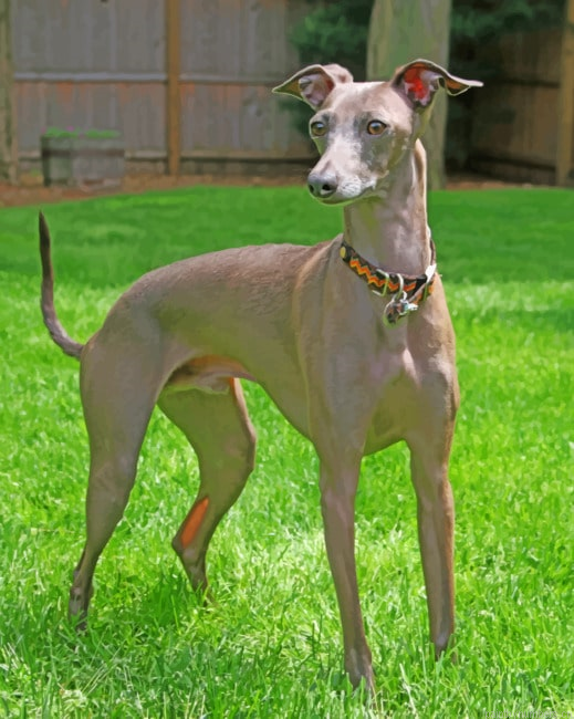 Italian Greyhound Animals Painting By Numberss.png