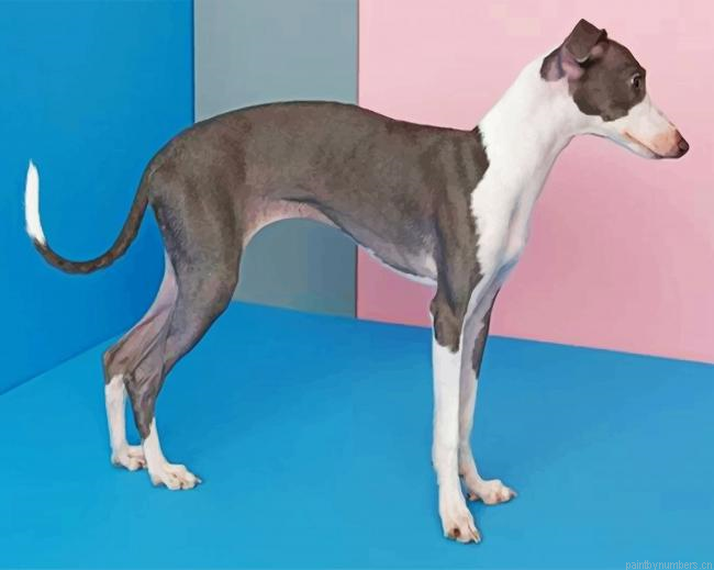 Italian Greyhound Painting By Numberss.png