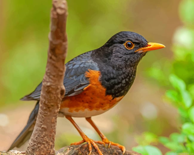 Izu Thrush Bokeh Bird Painting By Numberss.png