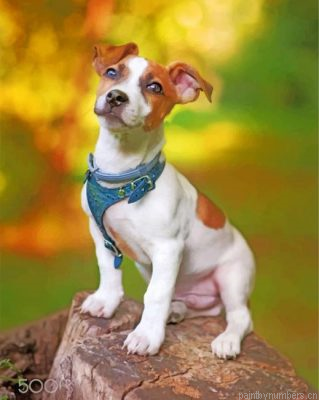 Jack Russell Animal Painting By Numbers.png