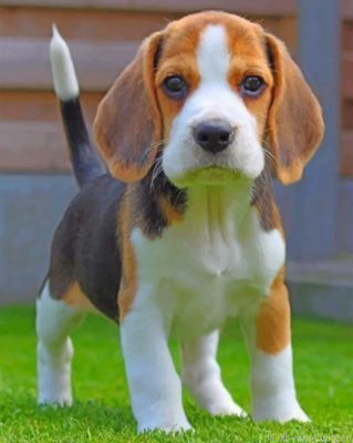 Jack Russell Carrying Puppy Painting By Numbers.png