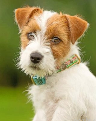 Jack Russell Dog Painting By Numbers.png
