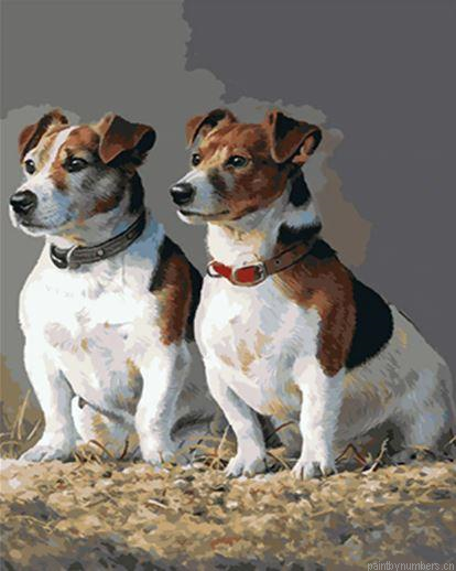Jack Russell Dogs Painting By Numberss.png