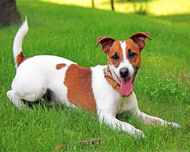 Jack Russell Painting By Numberss.png