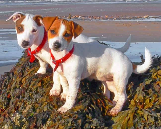 Jack Russell Pets Painting By Numberss.png