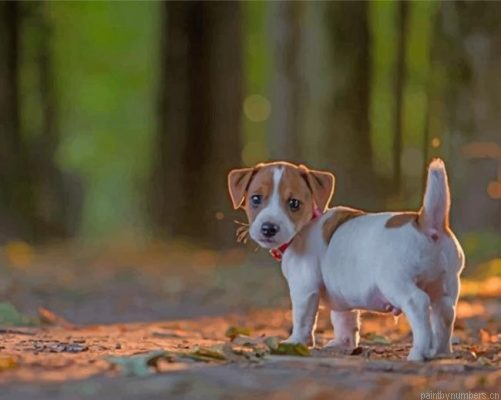 Jack Russell Puppy Painting By Numbers.png