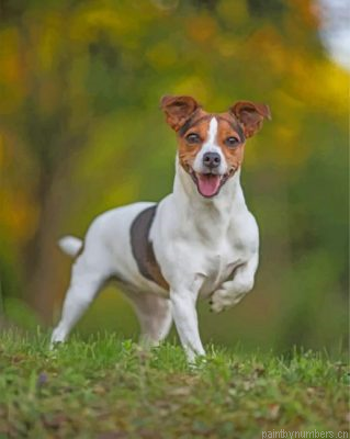 Jack Russell Terrier Painting By Numbers.png
