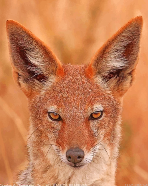 Jackal Face Animals Painting By Numberss.png