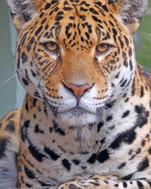 Jaguar Animal Painting By Numberss.png