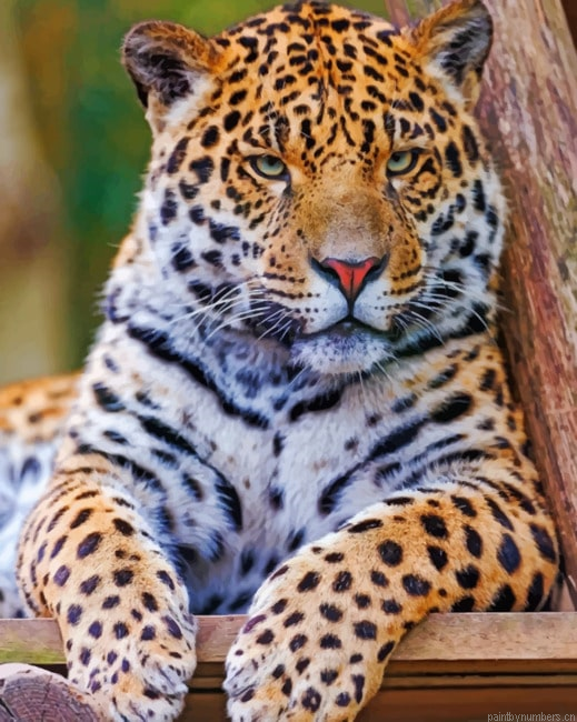 Jaguar In Jungle Animals Painting By Numberss.png