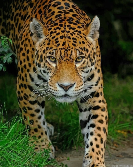 Jaguar In The Forest Animals Painting By Numberss.png