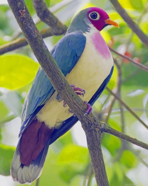 Jambu Fruit Dove Bird Painting By Numberss.png