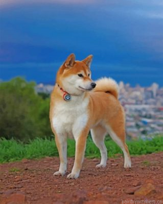 Japanese Akita Dog Painting By Numbers.png