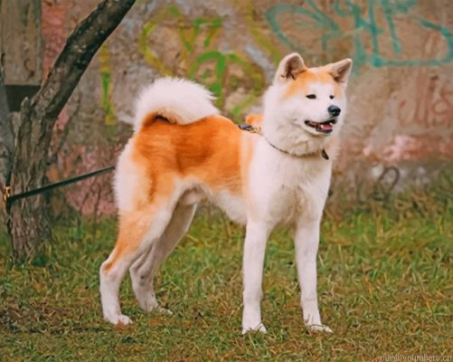 Japanese Akita Painting By Numbers.png