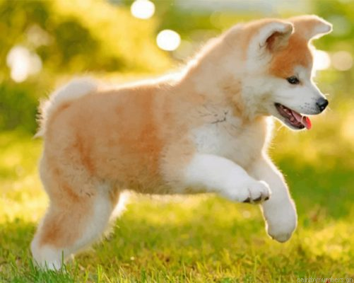 Japanese Akitainu Puppy Painting By Numbers.png