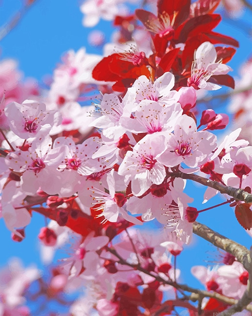 Japanese Cherry Blossom Painting By Numberss.png