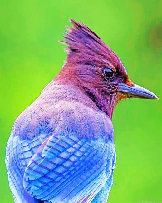 Jay Bird On Branch Painting By Numberss.png