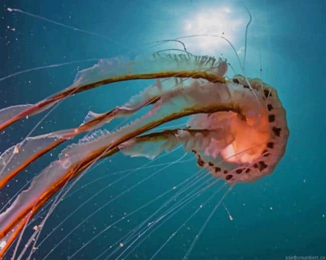 Jellyfish Large Tail Species Painting By Numberss.png